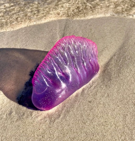 received_258900748199892